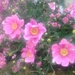 Pink Flowers by gratitudeyear