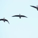 Canadian Geese in flight by bjchipman