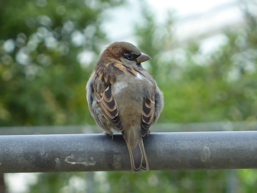  Sparrow  by susiemc