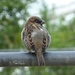  Sparrow  by susiemc