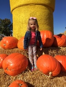 10th Oct 2016 - Pumpkins!