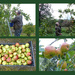 Apple picking by shirleybankfarm