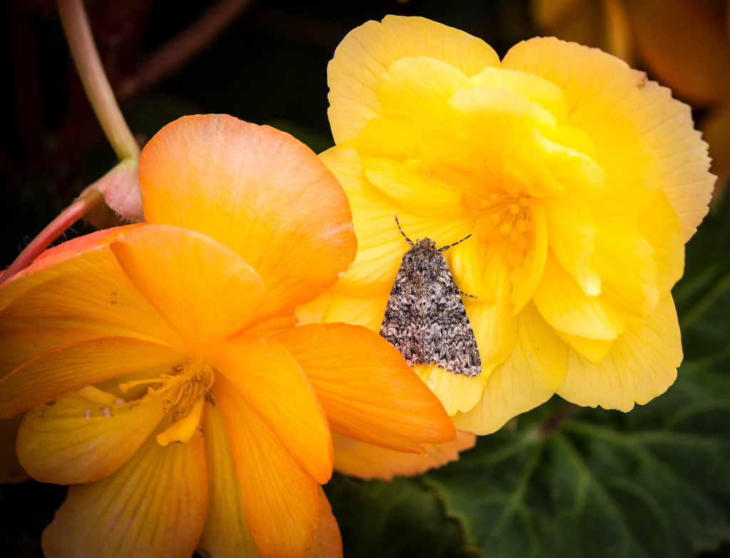 Moth on a flower by swillinbillyflynn