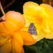 Moth on a flower by swillinbillyflynn