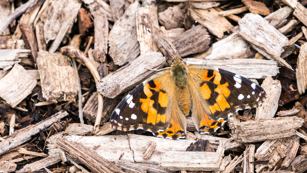 West Coast Painted Lady Butterfly by rminer