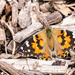 West Coast Painted Lady Butterfly by rminer