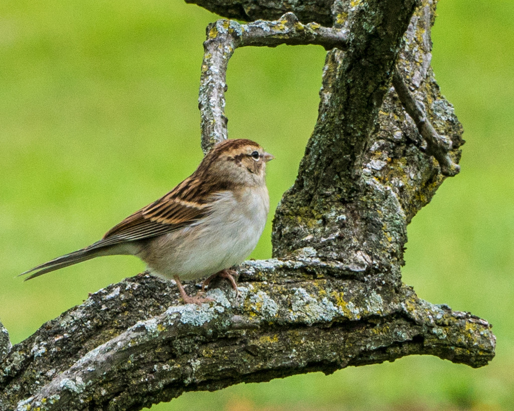 Sparrow by rminer
