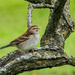 Sparrow by rminer