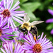 Asters and Bee Closeup by rminer