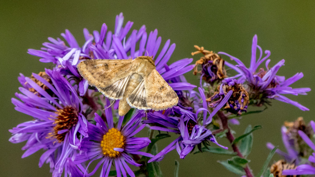 Skipper Aster Wide by rminer