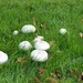 Mushrooms by g3xbm