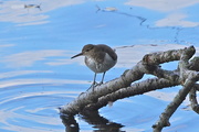 6th Oct 2016 - COMMON SANDPIPER