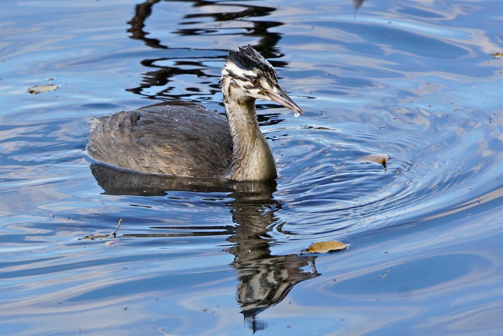 JUVENILE GREAT CRESTED  GREBE by markp