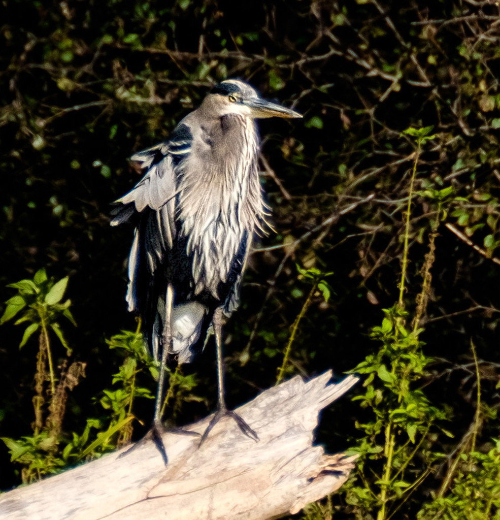 Heron by tosee
