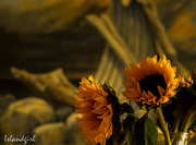 9th Oct 2016 - Sunflowers