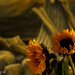 Sunflowers by radiogirl