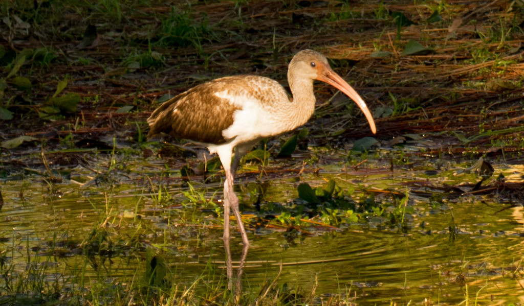 Ibis Wading in the Runoff! by rickster549