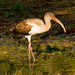 Ibis Wading in the Runoff! by rickster549