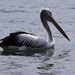 Can't resist a Pelican ~ by happysnaps