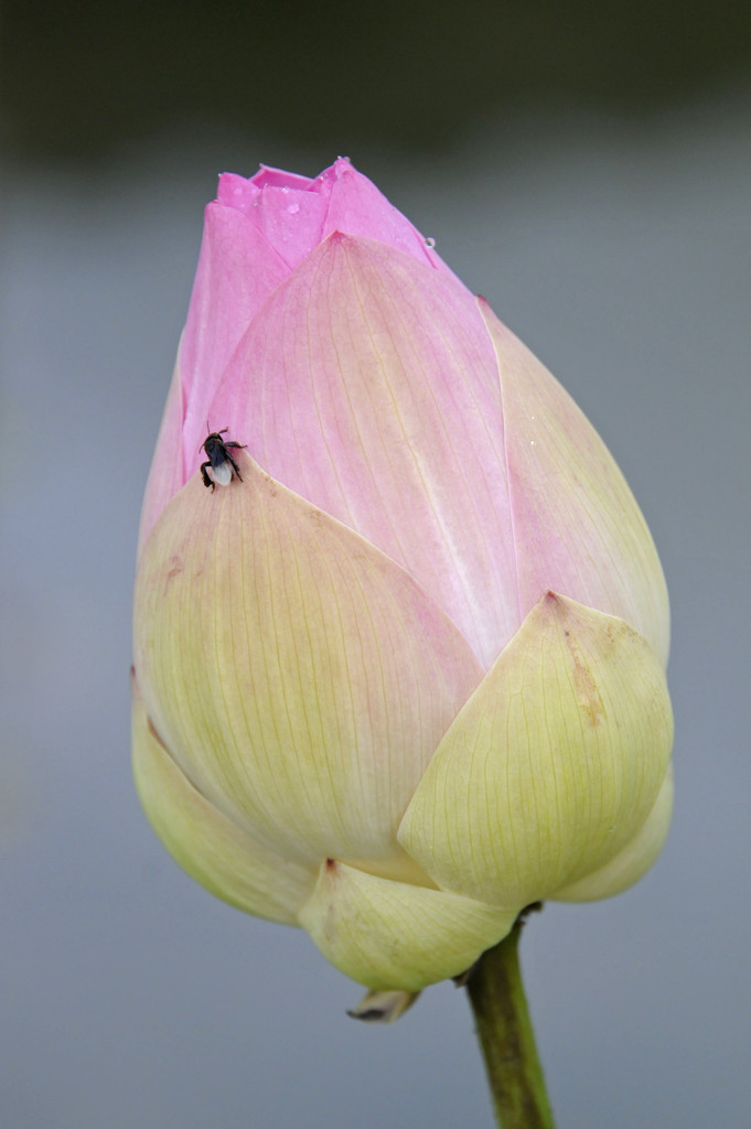 Lotus Bud with bee by ianjb21