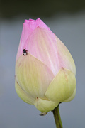 10th Oct 2016 - Lotus Bud with bee