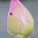 Lotus Bud with bee by ianjb21