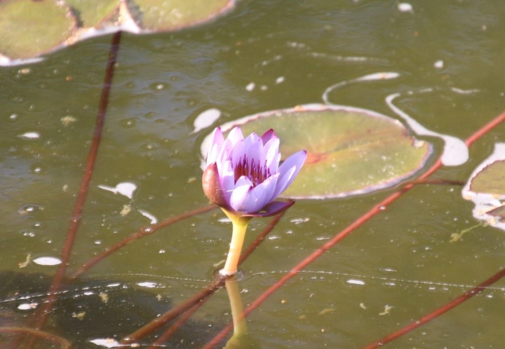 Water lily by oldjosh