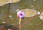 5th Oct 2016 - Water lily