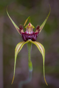10th Oct 2016 - King Spider Orchid