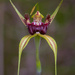 King Spider Orchid by jodies