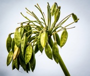 10th Oct 2016 - Seed pods