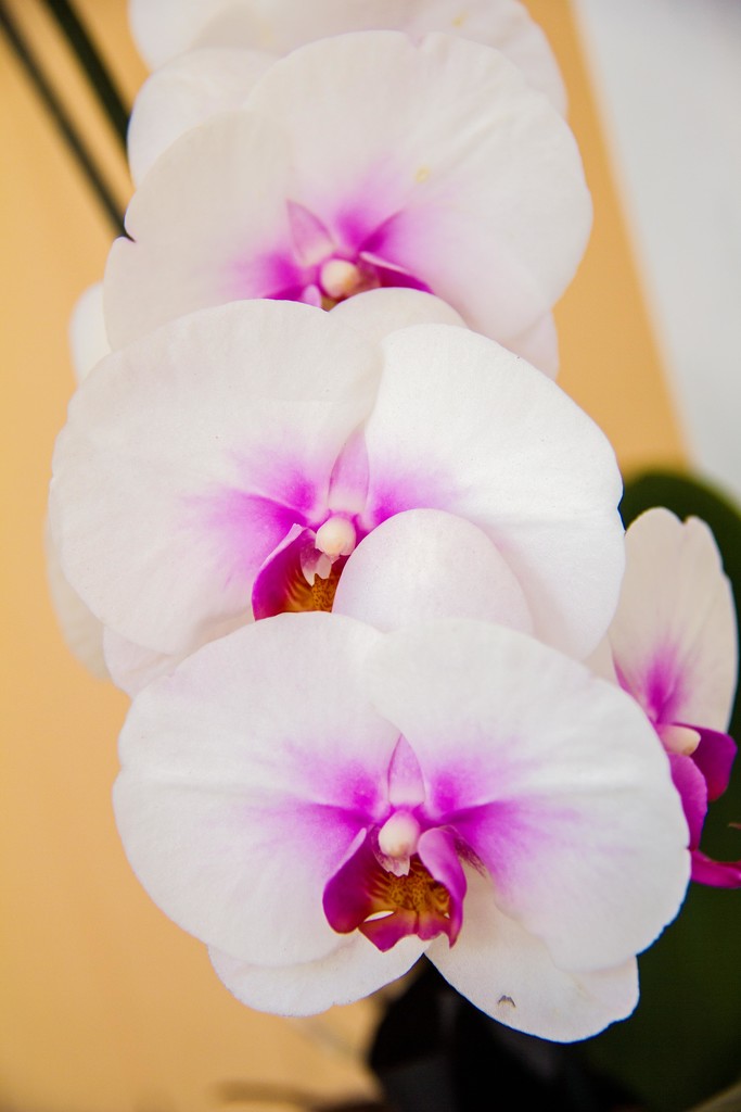orchid white by corymbia