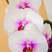 orchid white by corymbia