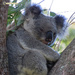 actually awake by koalagardens