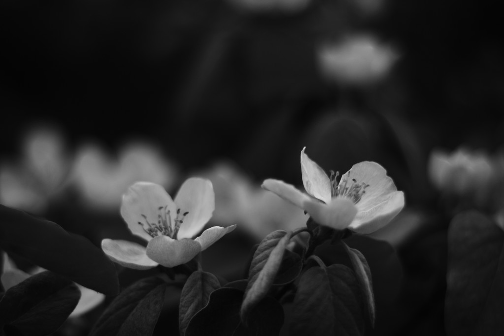 quince blossom  by kali66