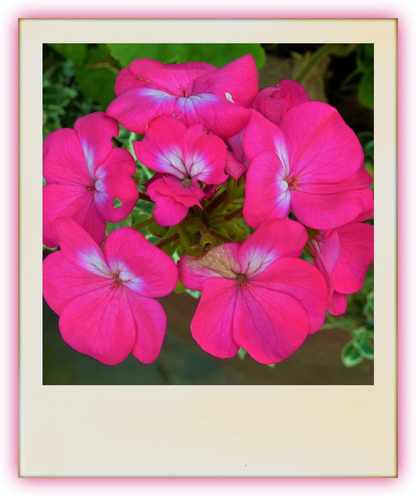 Pink Geranium   by beryl