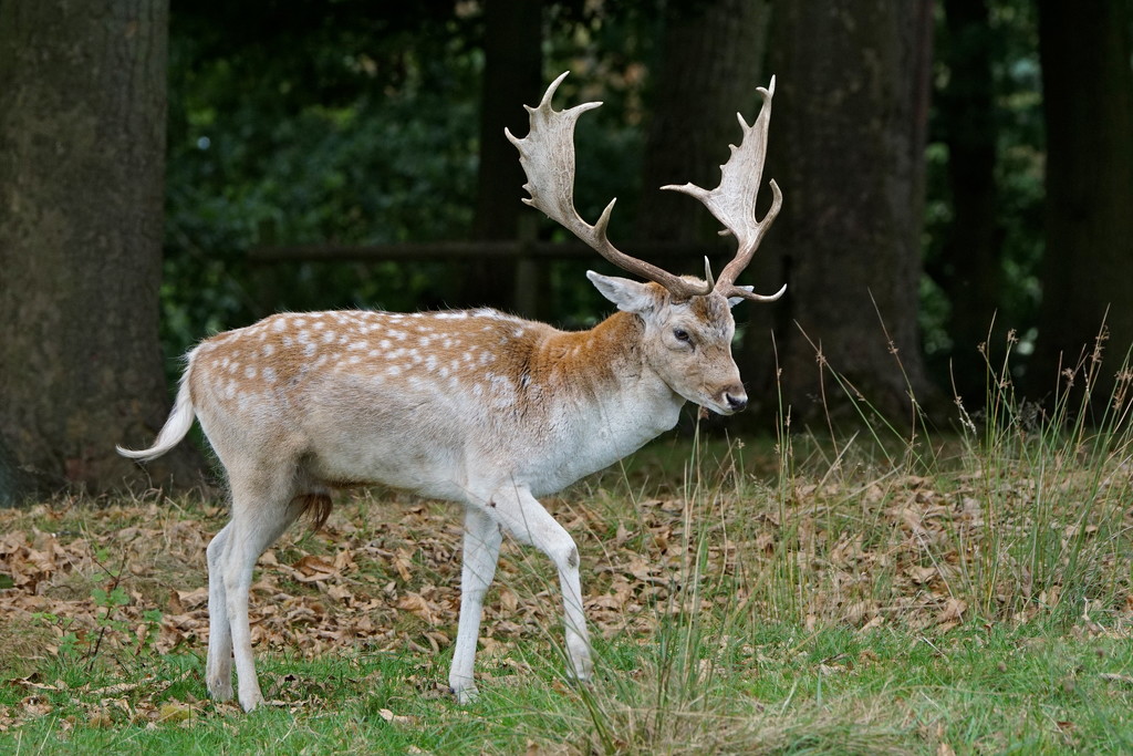 FALLOW DEER STAG by markp