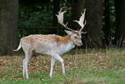 7th Oct 2016 - FALLOW DEER STAG