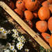 Pumpkins vs. Daisies | Half & Half by yogiw