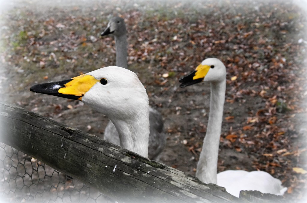 Whooper or Bewick swans by rosiekind