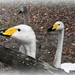 Whooper or Bewick swans by rosiekind