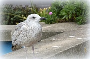 9th Oct 2016 - Young gull