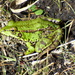 Iberian Water Frog - Pelophylax perezi by julienne1