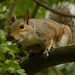 Grey squirrel in Autumn Colours by helenhall