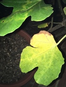 10th Oct 2016 - Autumn fig leaf