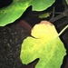 Autumn fig leaf by cataylor41