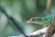 10th Oct 2016 - Many colored bush anole
