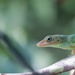 Many colored bush anole by leonbuys83