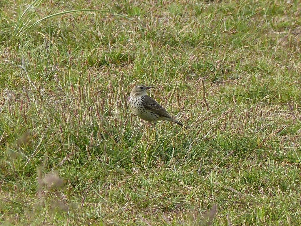  Meadow Pipit  by susiemc