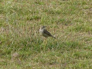 10th Oct 2016 -  Meadow Pipit 